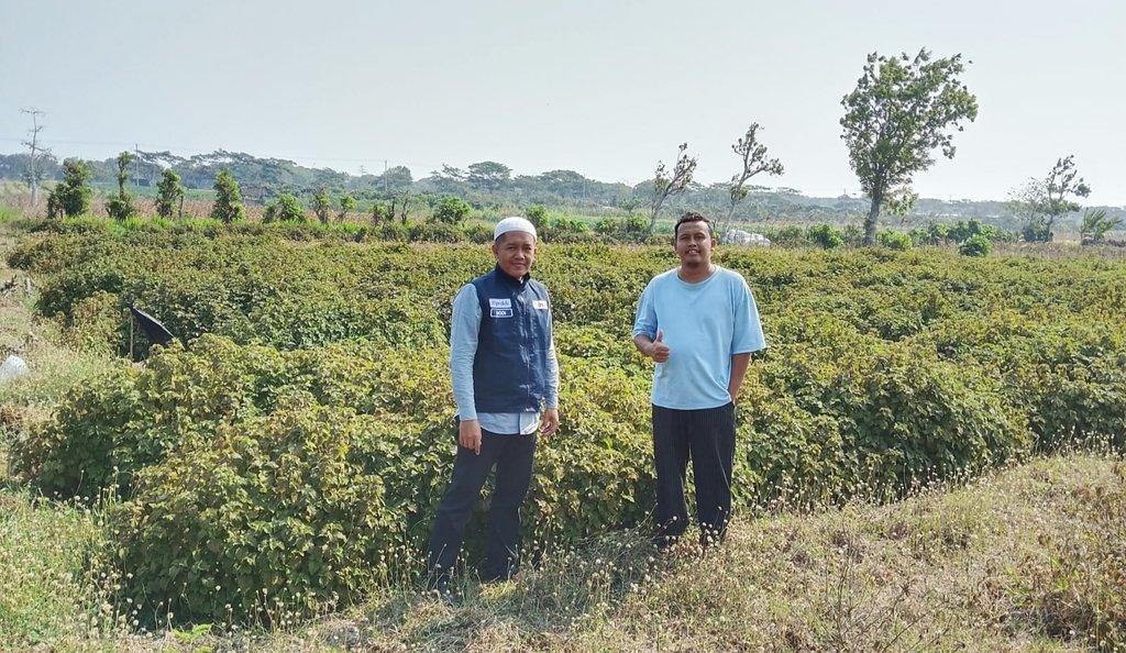 KOPMU-DT Siapkan 20 Petani Baru untuk Pengembangan Budidaya Atsiri Nilam di Purworejo - Cover Image